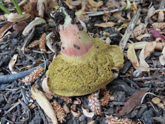 Xerocomellus salicicola