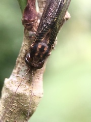 Cordulecerus