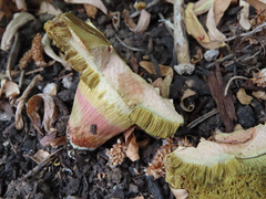 Xerocomellus salicicola