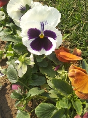 Viola × wittrockiana