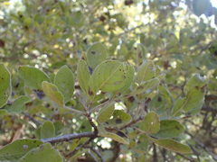 Vitex obovata