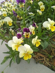 Viola × wittrockiana