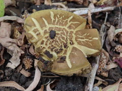 Xerocomellus salicicola