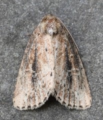 Photedes panatela