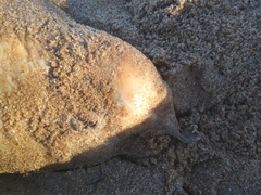 Pontoporia blainvillei