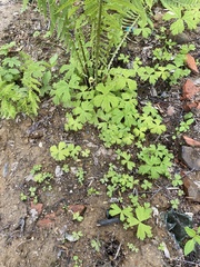 Anemonastrum baicalense