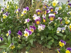 Viola × wittrockiana