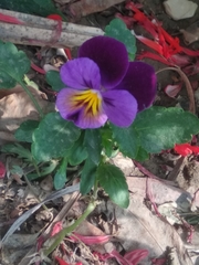 Viola × wittrockiana