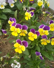 Viola × wittrockiana