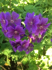 Geranium erianthum