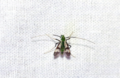 Stenochironomus hilaris