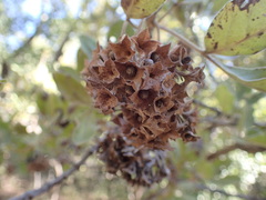Vitex obovata