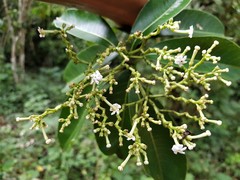 Rauvolfioideae