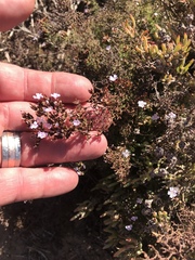 Limonium acuminatum