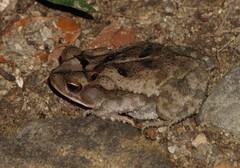 Incilius leucomyos