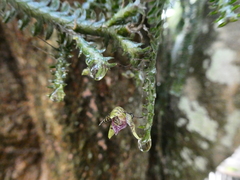 Dichaea neglecta