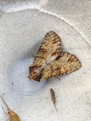 Apamea crenata