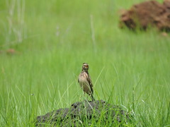 Galerida modesta