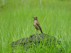 Galerida modesta