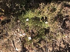 Limonium acuminatum