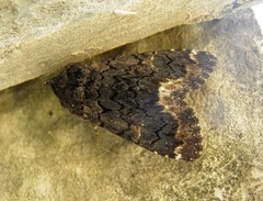 Catephia alchymista