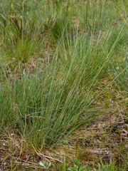 Festuca roemeri