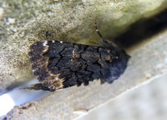 Catephia alchymista