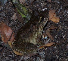 Craugastor aurilegulus