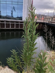 Chamaenerion angustifolium