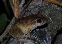 Craugastor aurilegulus