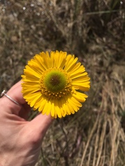 Helenium pinnatifidum