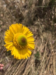 Helenium pinnatifidum
