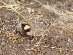 Eremopterix leucopareia