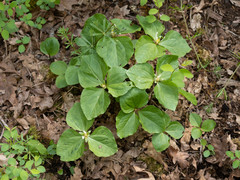 Trillium albidum parviflorum