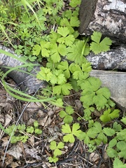 Anemonastrum baicalense