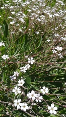 Gypsophila repens