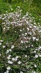 Gypsophila repens