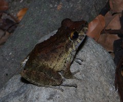 Craugastor aurilegulus