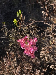 Limonium peregrinum