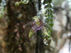 Dichaea neglecta