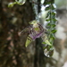 Dichaea neglecta - Photo no hay derechos reservados, subido por kfa