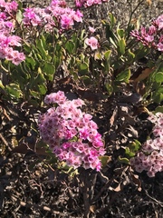 Limonium peregrinum