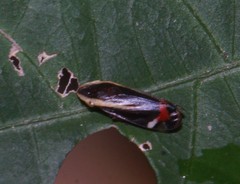 Microsargane vittata