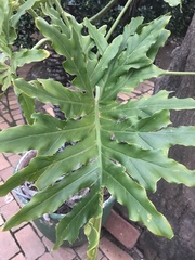 Thaumatophyllum bipinnatifidum