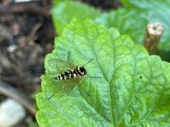 Chrysopilus ornatus