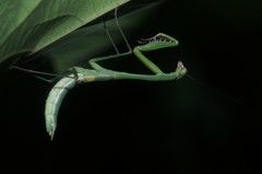 Stagmomantis nahua