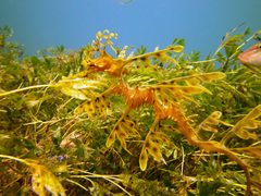 Phycodurus eques