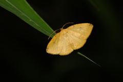 Semaeopus ella