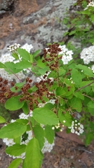Spiraea flexuosa