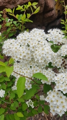 Spiraea flexuosa